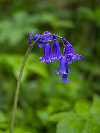 Bluebells 6