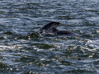 Dolphins Playing
