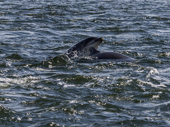 Dolphins Playing