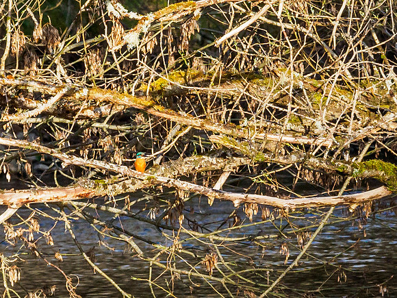 Kingfisher (Alcedo atthis)
