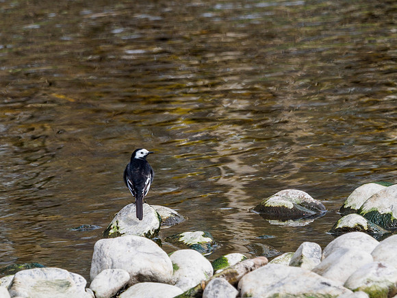 Pied Wagtail