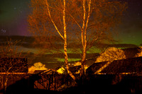Back Garden Aurora