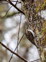 Tree Creeper