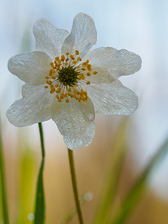 Wood Anenome