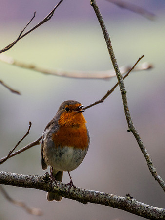 Friendly Robin