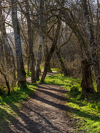 Early Morning in Urquhart Bay Wood