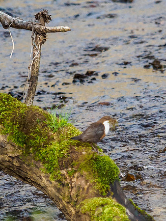 Early Morning in Urquhart Bay Wood