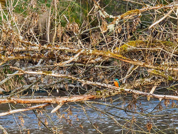 Kingfisher (Alcedo atthis)