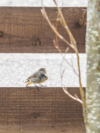 Spotted Fly Catcher