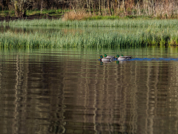 Mallards on Loch Ness