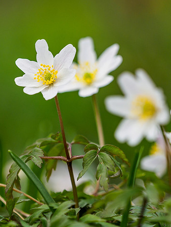 Urquhart Bay Wood Flora