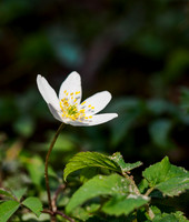 Urquhart Bay Wood Flora