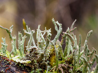 Lichen