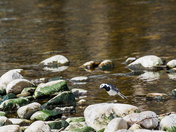 Pied Wagtail