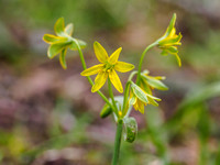 Gagea minima (or arvensis)