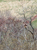 Nesting Buzzards