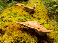 Fungi 2