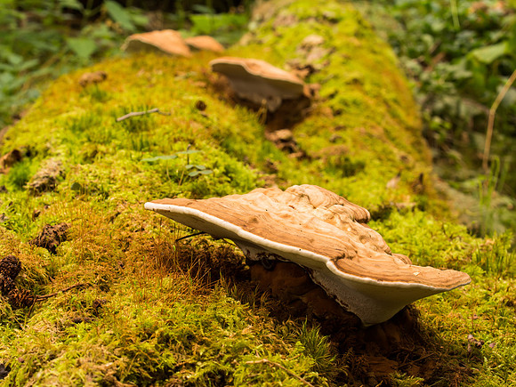 Fungi 2