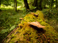 Fungi 3