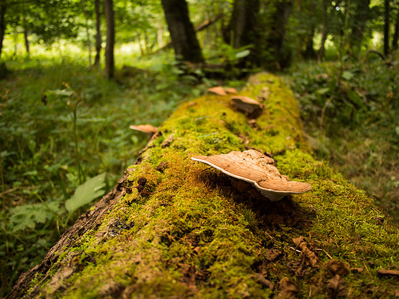 Fungi 3