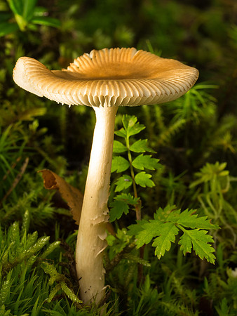 Fungi