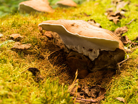 Fungi 1