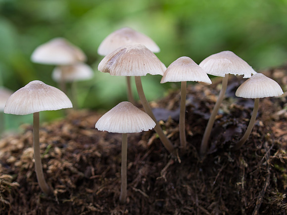 Fungi