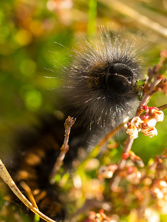 20130914-Glen Affric-R9147816