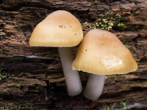 Fungi