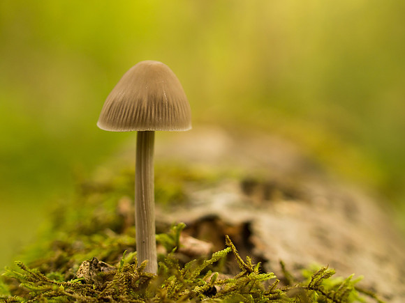 Fungi
