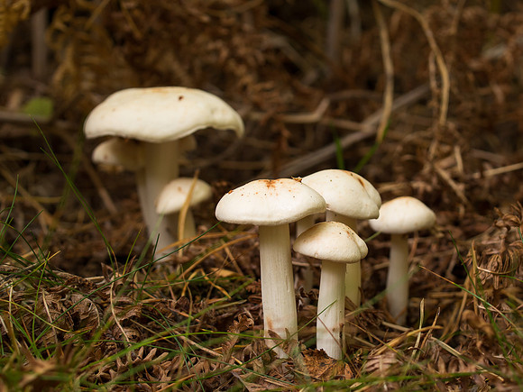 Fungi
