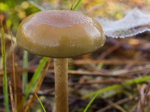 Fungi