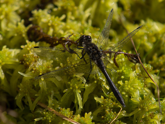20130922-Glen Cannich-R9227955