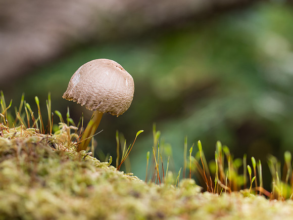 Fungi