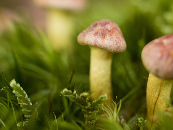 Fungi 5