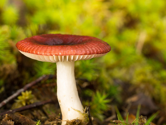 Fungi