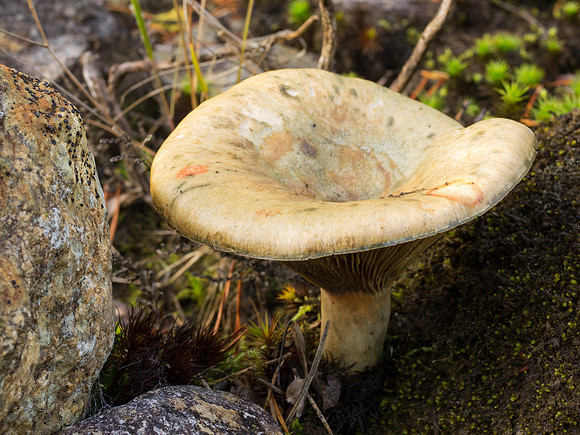 Fungi