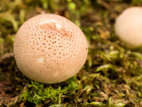 Fungi 4