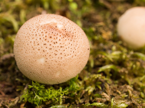 Fungi 4