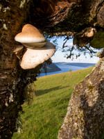 Fungi 6