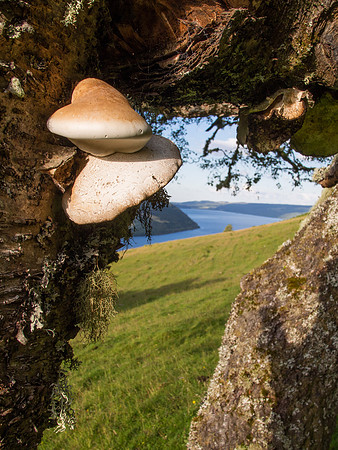 Fungi 6