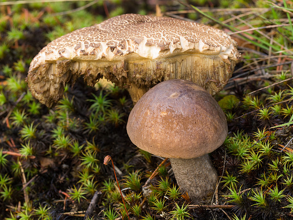 Fungi