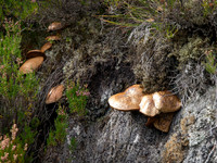 Fungi