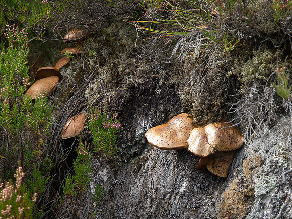 Fungi