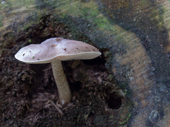 Fungi