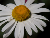20110703-Garden-Q7031988