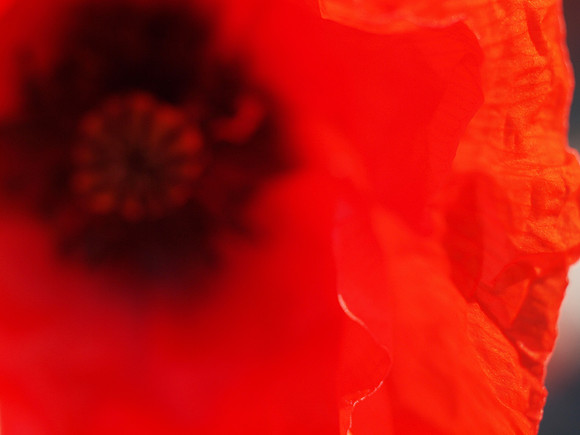20110703-Garden-Q7031986