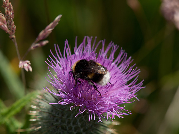 20110729-Corrimony-Q7292434