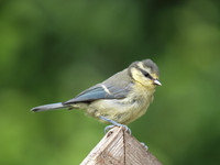 20110704-Garden-Q7042023