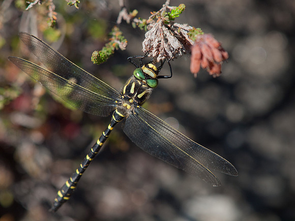 20110729-Corrimony-Q7292523